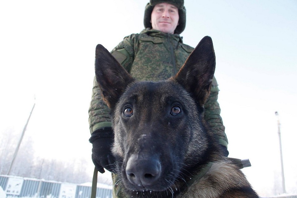 К счастью, собака не получила никаких травм.