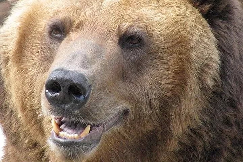 В Красноярском крае убили медведя, растерзавшего мужчину В Красноярском крае убили медведя, растерзавшего мужчину