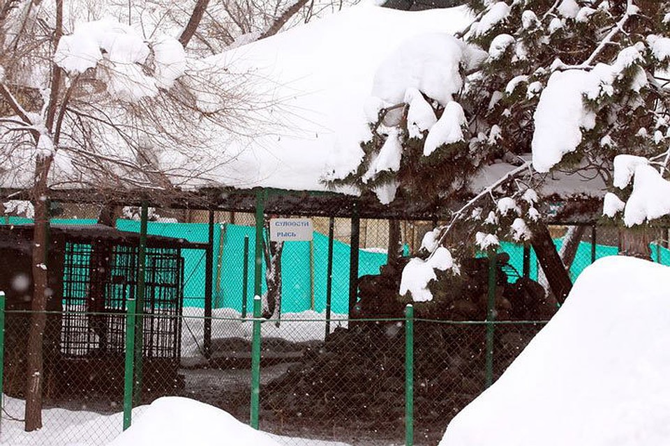 Мэрия Каракола намерена забрать зоопарк у фонда «Бугу Эне».