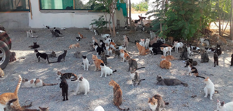 Отравление кошек в Лимассоле