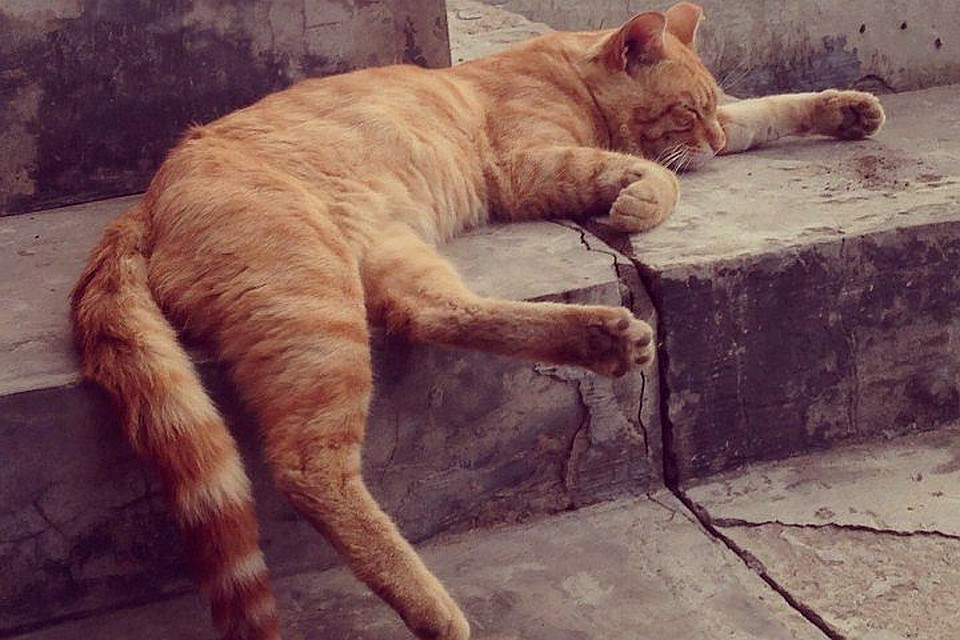 В Италии кот получил в наследство 30 тысяч евро