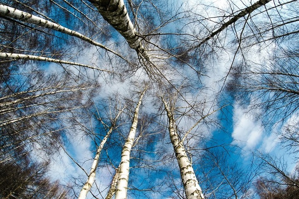 Фото с сайта pixabay.com В Брестской области зафиксированы первые укусы клещей