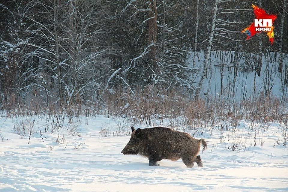 В Орловской области будут следить за браконьерством