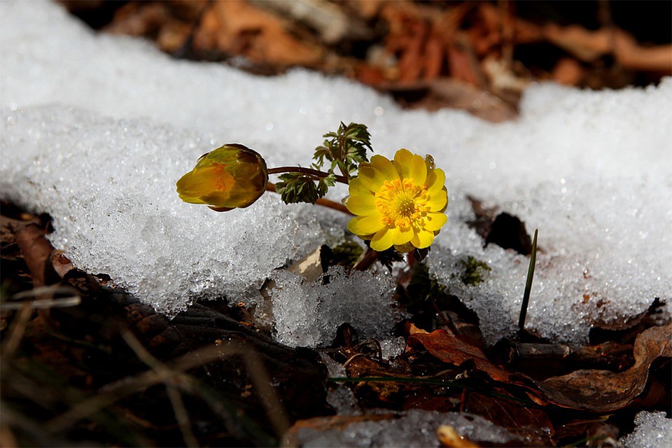 Фото: pixabay.com