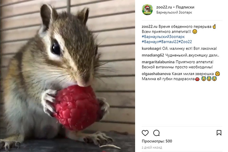 Скриншот страницы www.instagram.com/zoo22.ru/