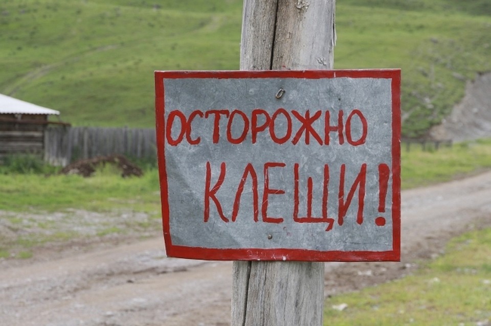 Мелкие существа могут сильно испортить отдых неподготовленному туристу.