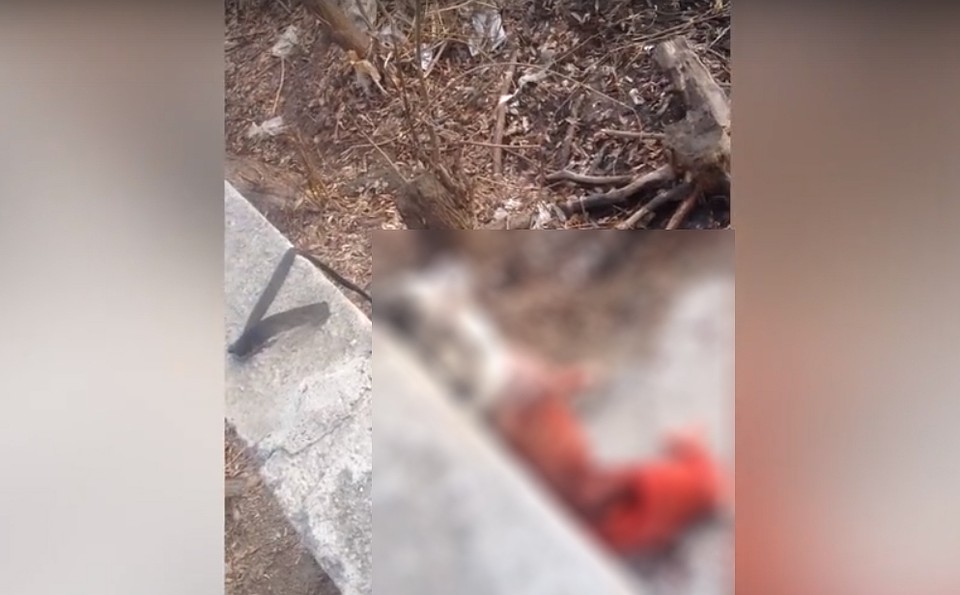 Живодер подвесил труп в ливневой канализации. Фото: группа во ВКонтакте «Типичный Челябинск».