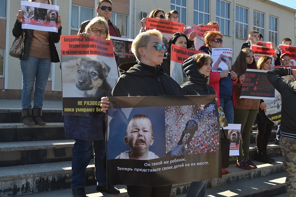 Митинг в защиту бездомных животных в Липецке