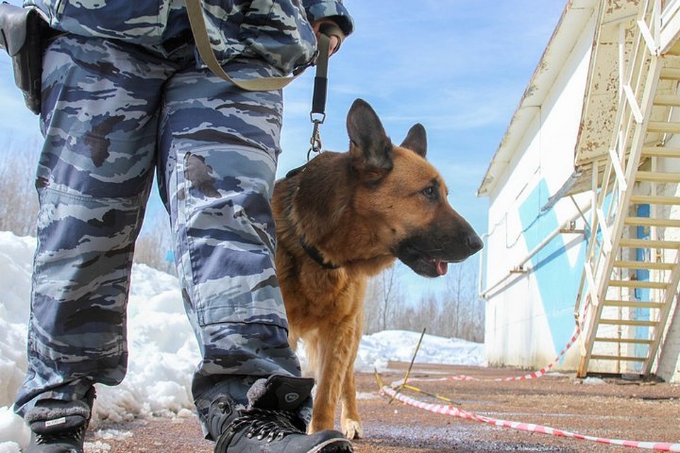 В Башкирии служебный пес помог найти жулика, обокравшего мечеть Фото: Рустем Ахунов