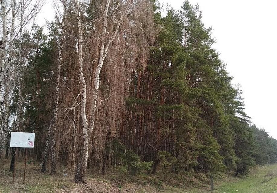 Леса восстановят на площади 440,3 га,