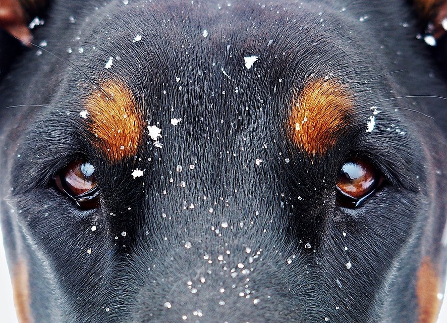 ФОТО: pixabay.com