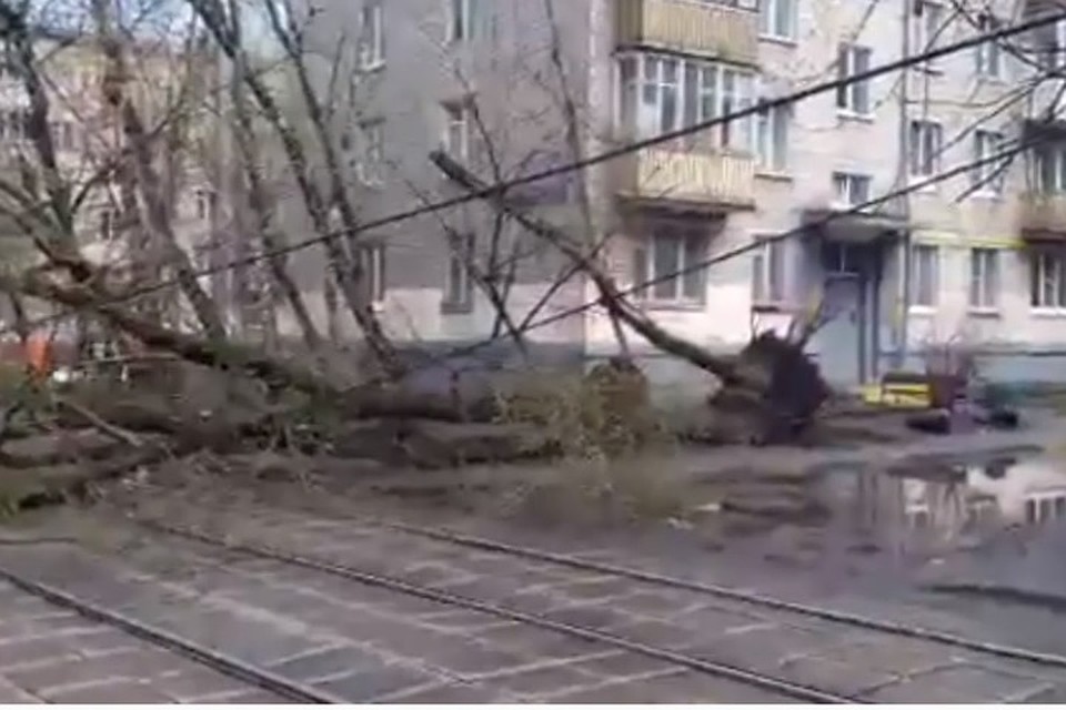 Ураган в Москве повалил сотни деревьев и легких конструкций
