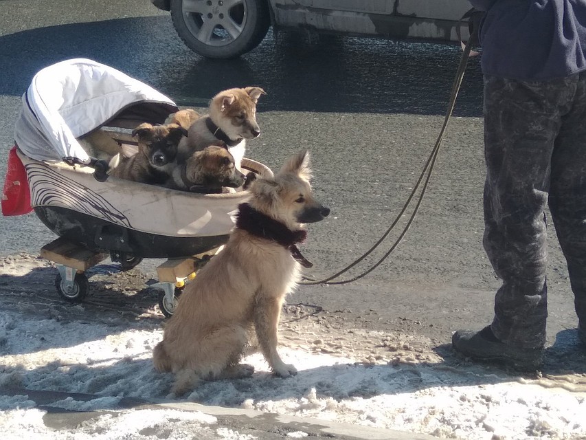 В Тюмени щенков выгуливали в детской коляске