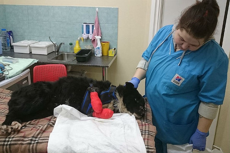 Вуйчи может встать на лапы. Если ей помогут Люди. Фото: vk.com/murmandogs