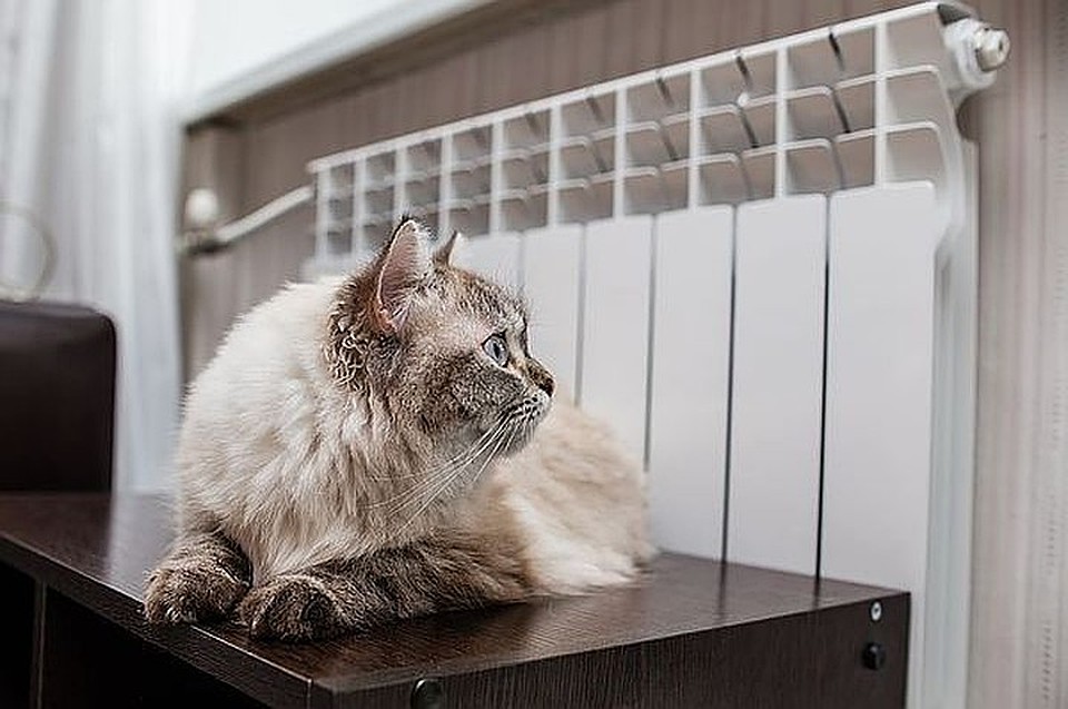 Котикам уже не холодно