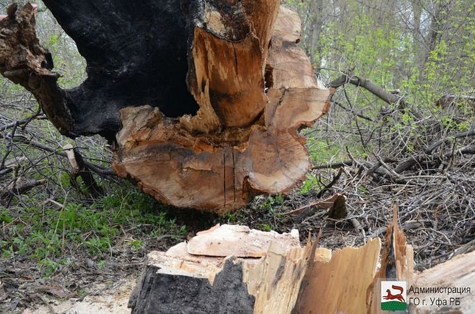 В Уфе рабочие вырубают вековые деревья
