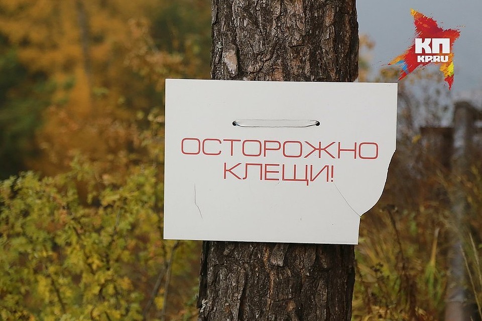 С начала сезона исследовано 1266 клещей, среди которых были обнаружены возбудители клещевого энцефалита, боррелиоза, эрлихиоза и анаплазмоза человека
