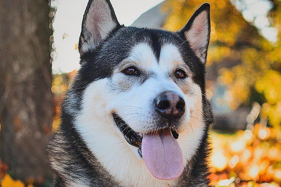 Фото: Архив "КП"