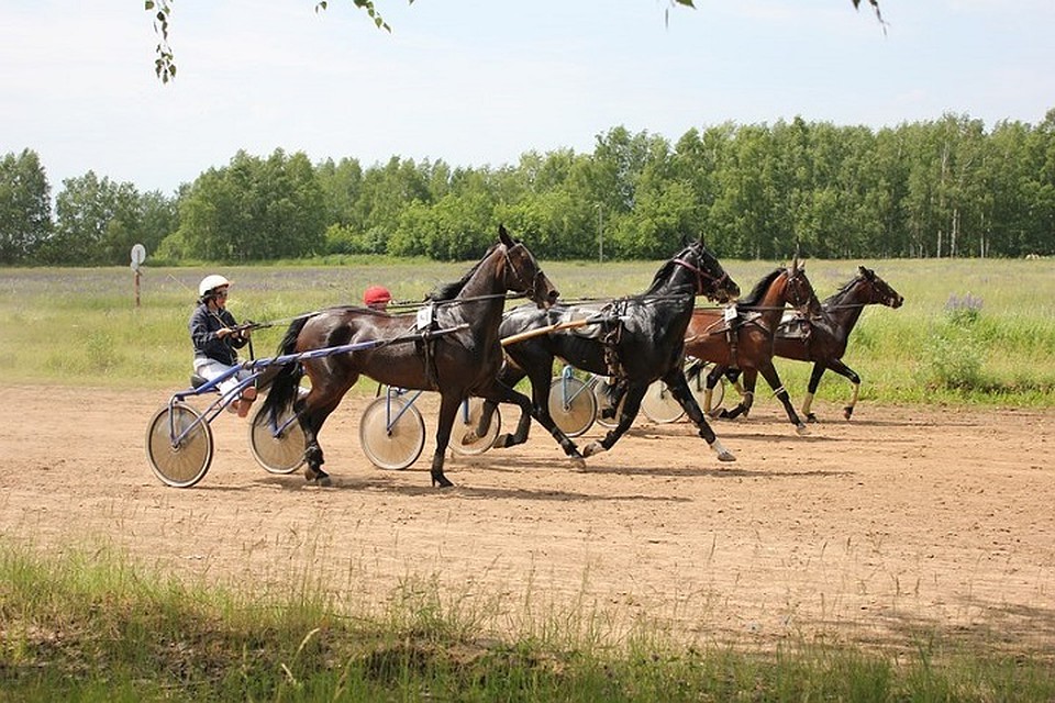 Нижегородский ипподром скоро могут закрыть ФОТО: Нижегородский ипподром