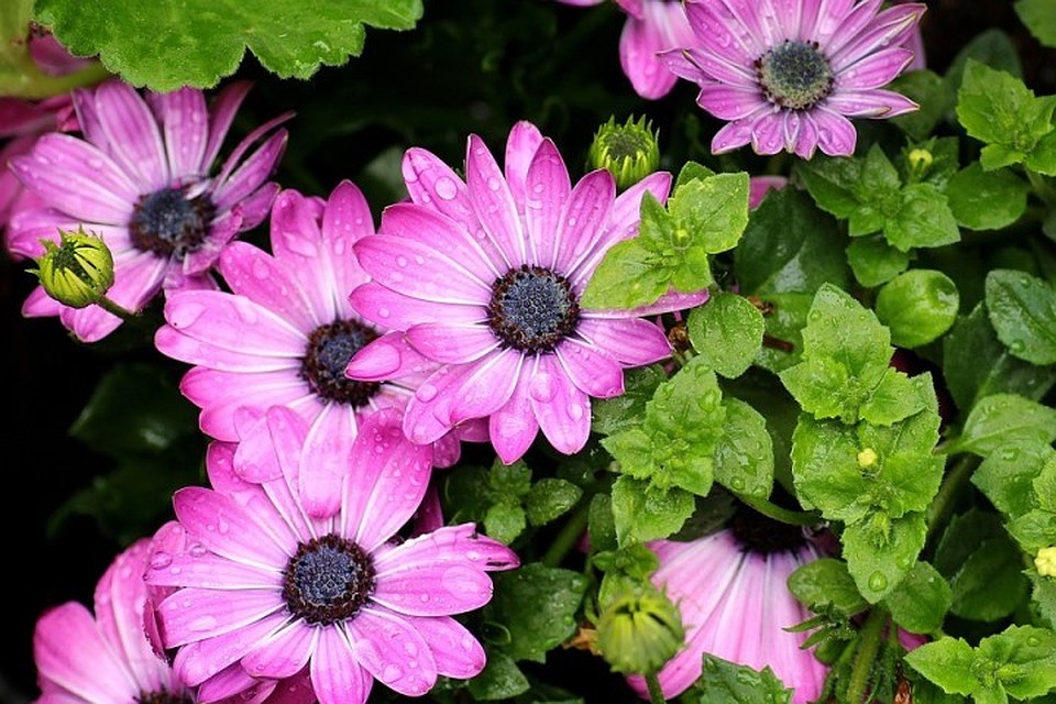 Фото: pixabay.com