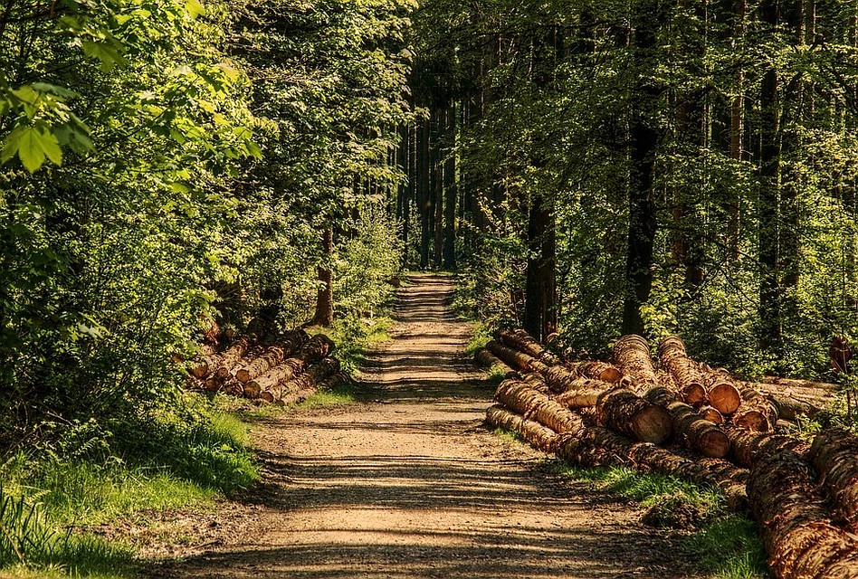 Фото: pixabay.com