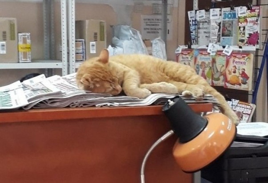Котейку забрала себе омичка с дочкой