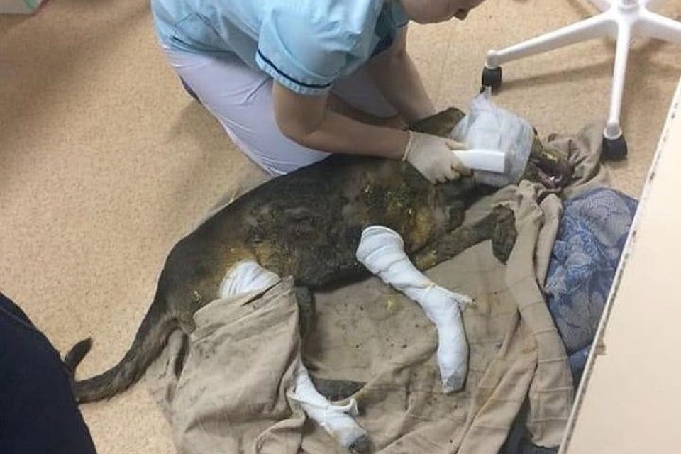 Фото: социальные сети.
