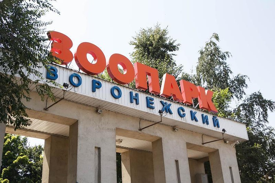 Фото: из официальной группы воронежского зоопарка.