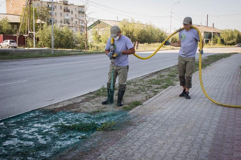Через неделю-две здесь будет густая и ровная трава.