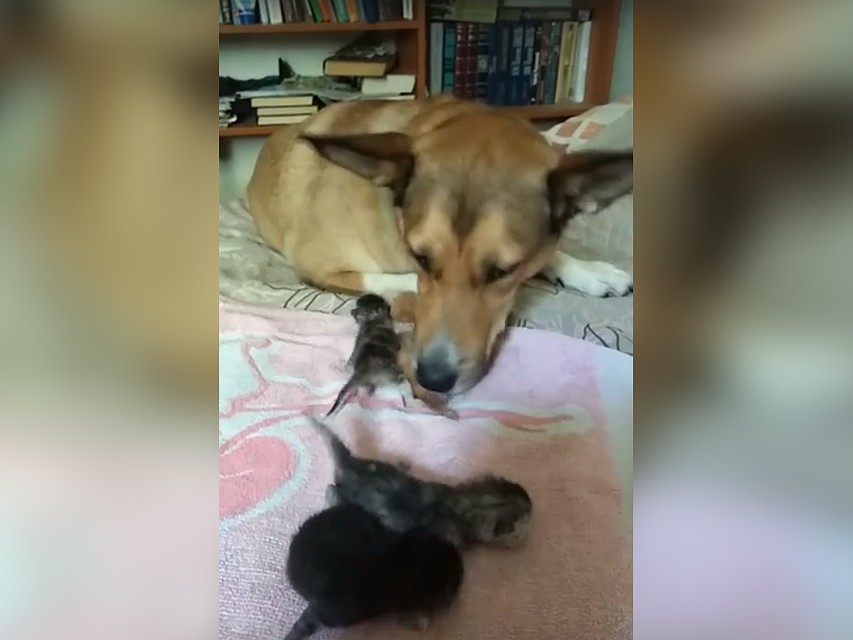 Собака старательно вылизывает котят и охраняет их. Фото: Лариса Бабкина.