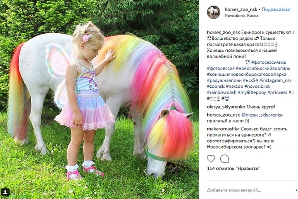 Пони Пифа с разноцветной гривой рада позировать. Фото: instagram.com/horses_zoo_nsk/
