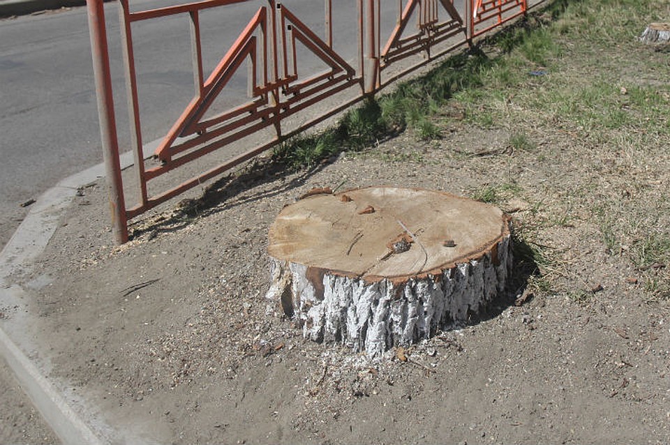 Новые деревья высадят в центре Иркутска