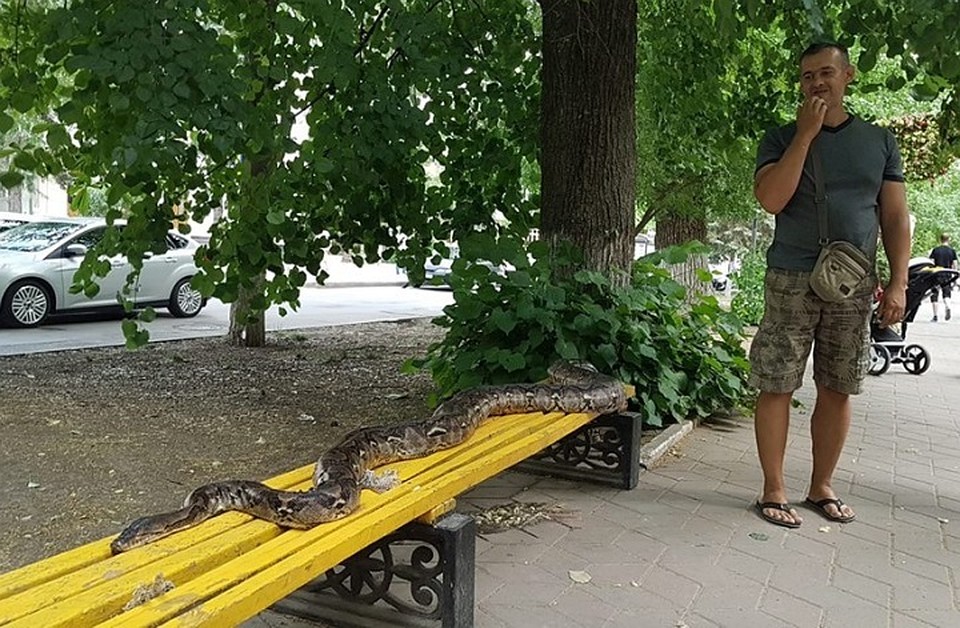 В центре-Ростова-на-Дону прогулялся огромный питон