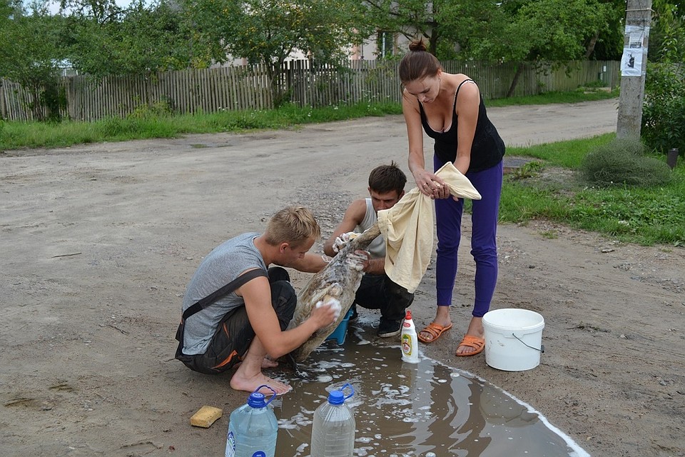 Мазут с оперений лебедей отмывали два часа. Фото: greenbelarus.info.