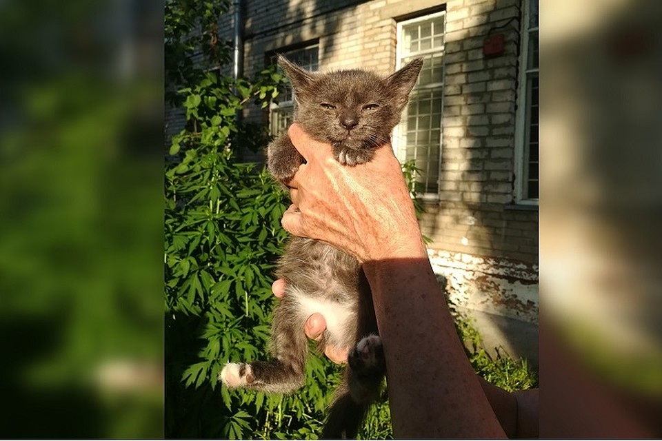 Котенок полностью здоров, его обработали от паразитов. Фото: Катя Потемкина