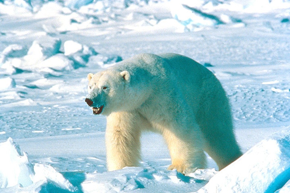 Норвежского проводника осудили за убийство белого медведя. Фото: с сайта polarbearscience.com
