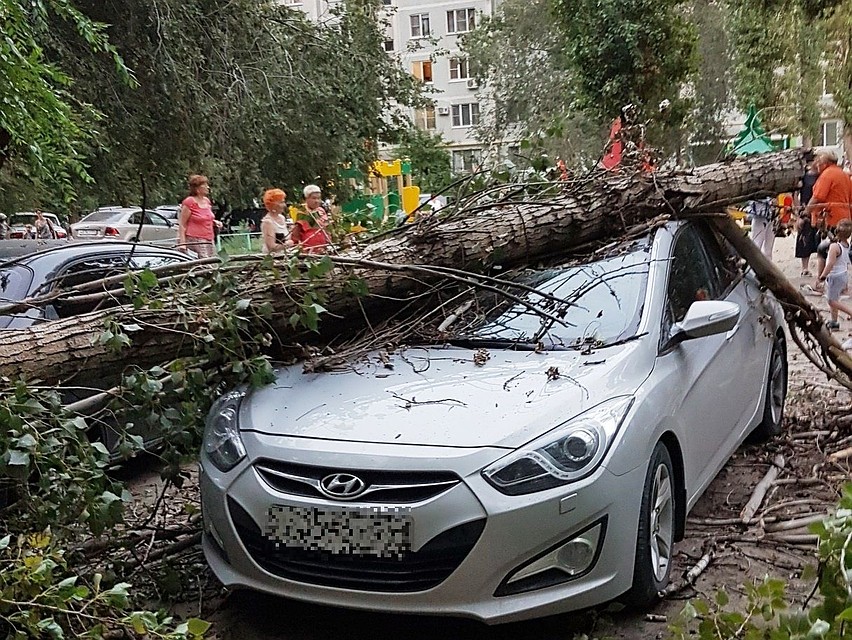 Не ставьте машины под деревья! Фото Александр Ласица.