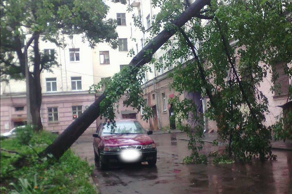 В Ярославле от сильного ветра дерево упало прямо на пятиэтажку.