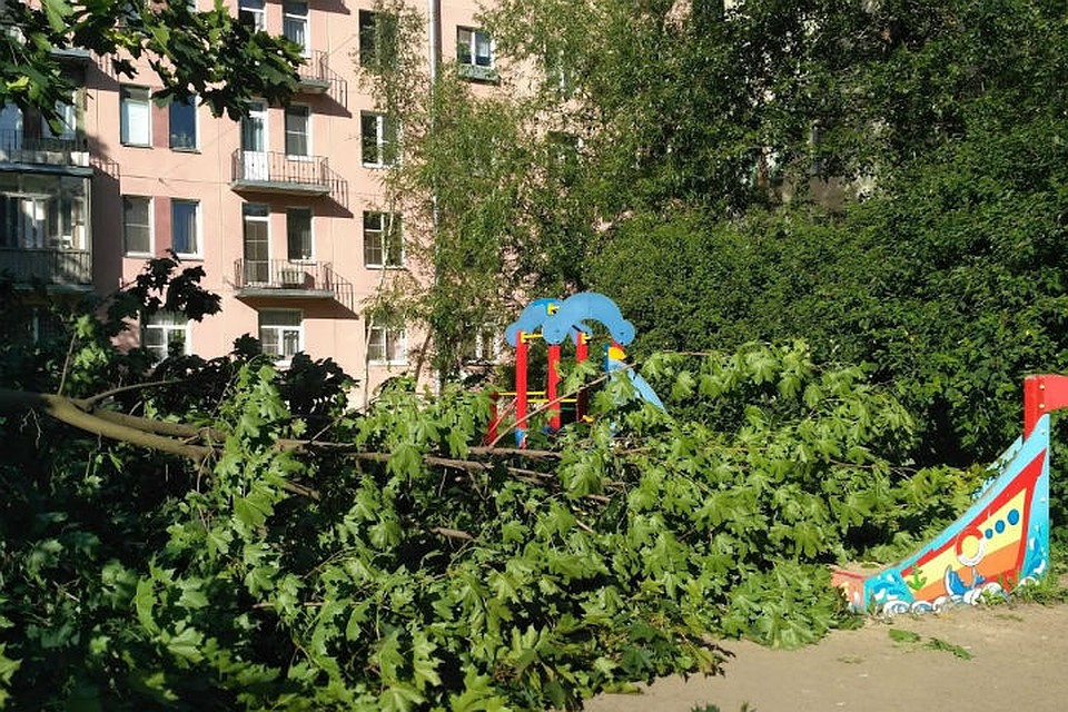 Дерево упало неподалеку от детского сада. Фото: "ДТП и ЧП | Санкт-Петербург" ВКонтакте