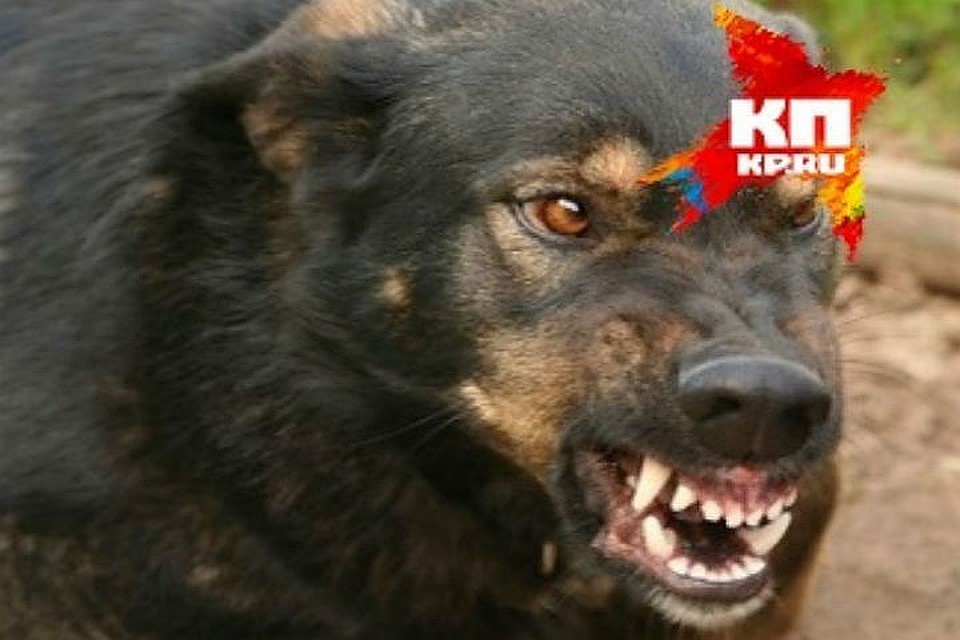 Специалисты подтвердили, что собака была больна. Фото: архив "КП"