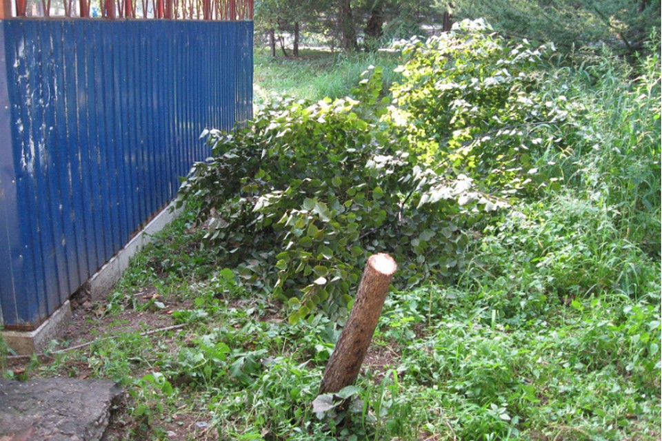 Воры в ЕАО спилили дерево чтобы забрать пристегнутый к нему велосипед