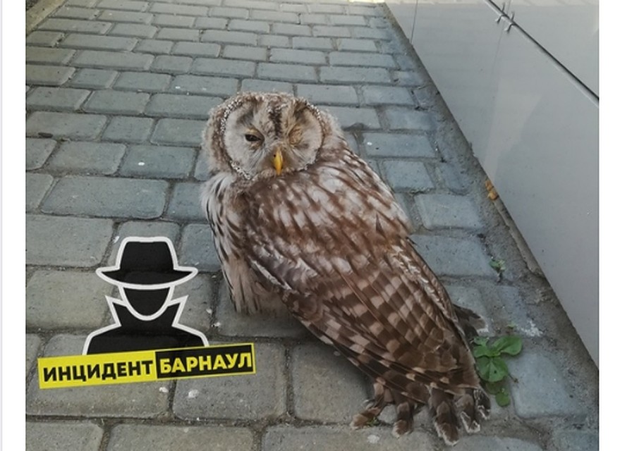 Скриншот с паблика "Барнаул 22"