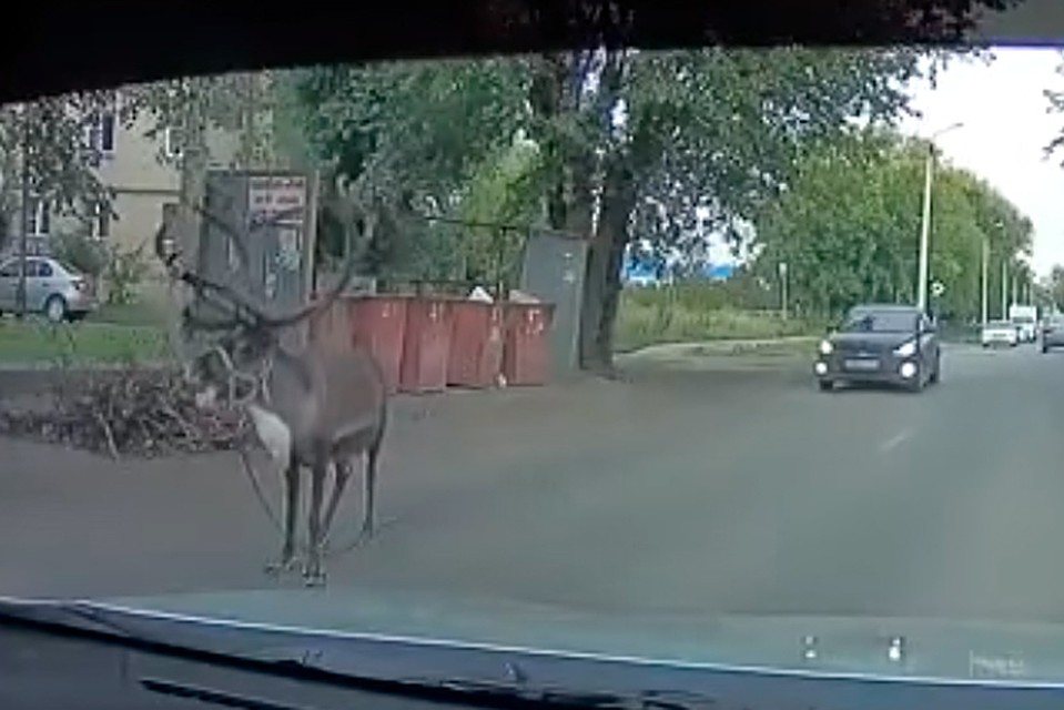 Олень бегал по улице в Ленинском районе.