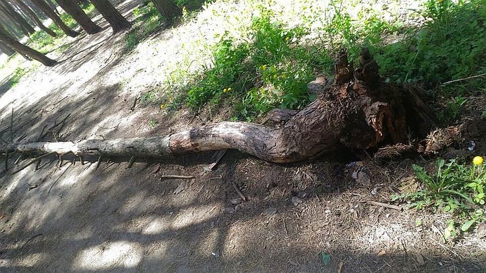 О происшествии сообщили воронежские СМИ
