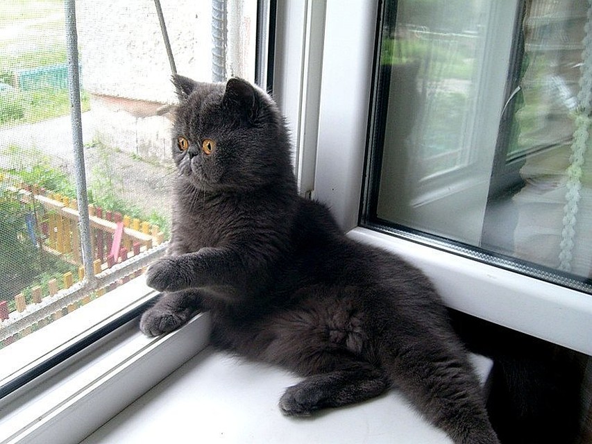Фото: givepaw.ru