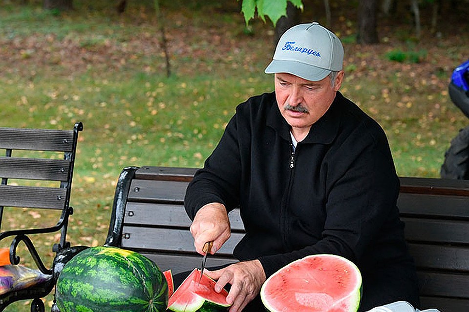 Лукашенко собрал урожай арбузов на своем участке. Фото: president.gov.by