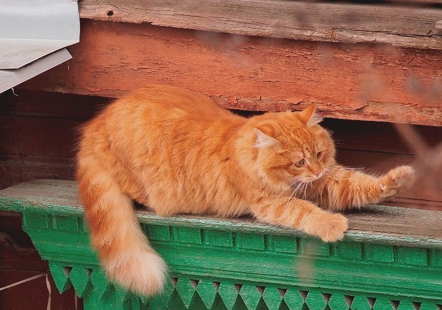 В основе короткометражки история о рыжем коте, который оказался на улице.