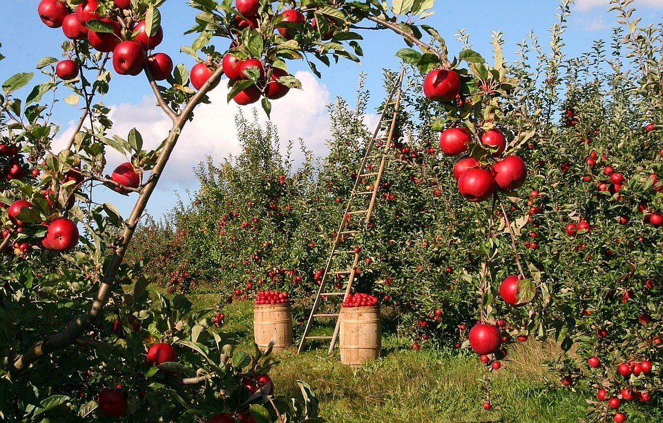 ФОТО: pixabay.com
