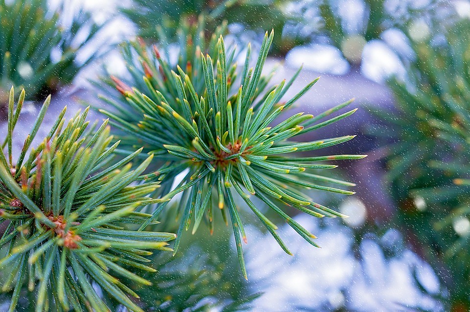 ФОТО: Pixabay