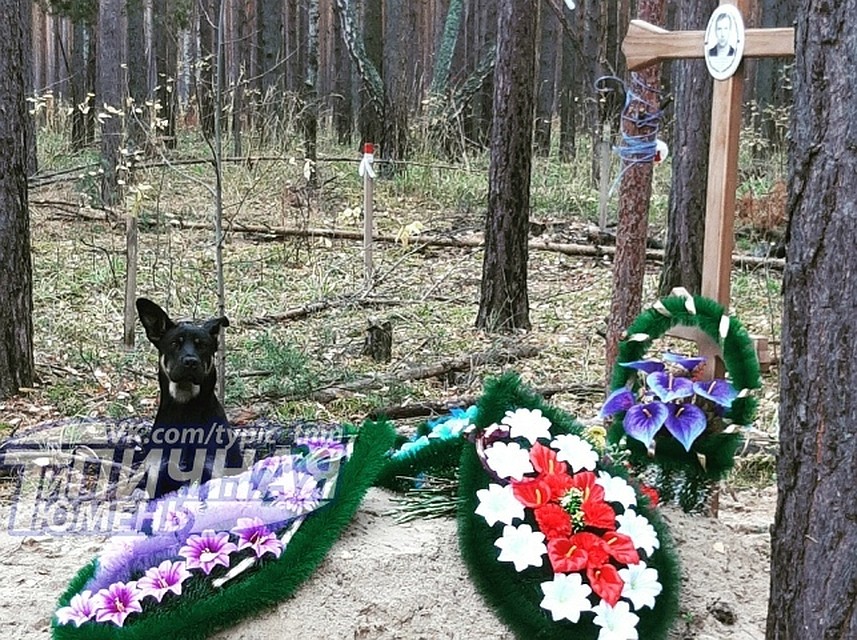 Собака на кладбище находится уже около пяти дней